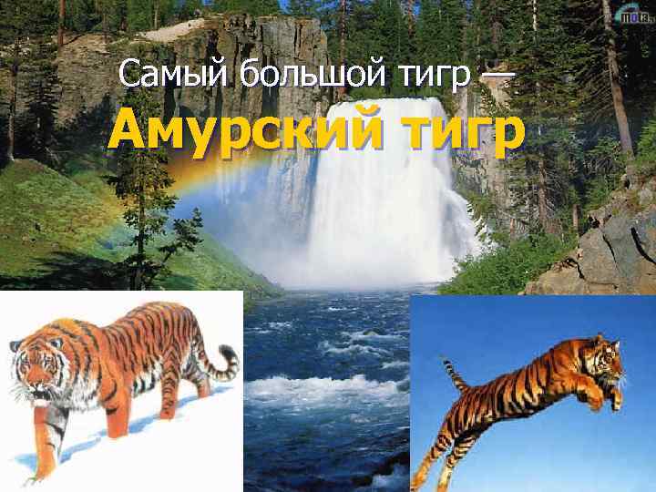 Самый большой тигр — Амурский тигр 