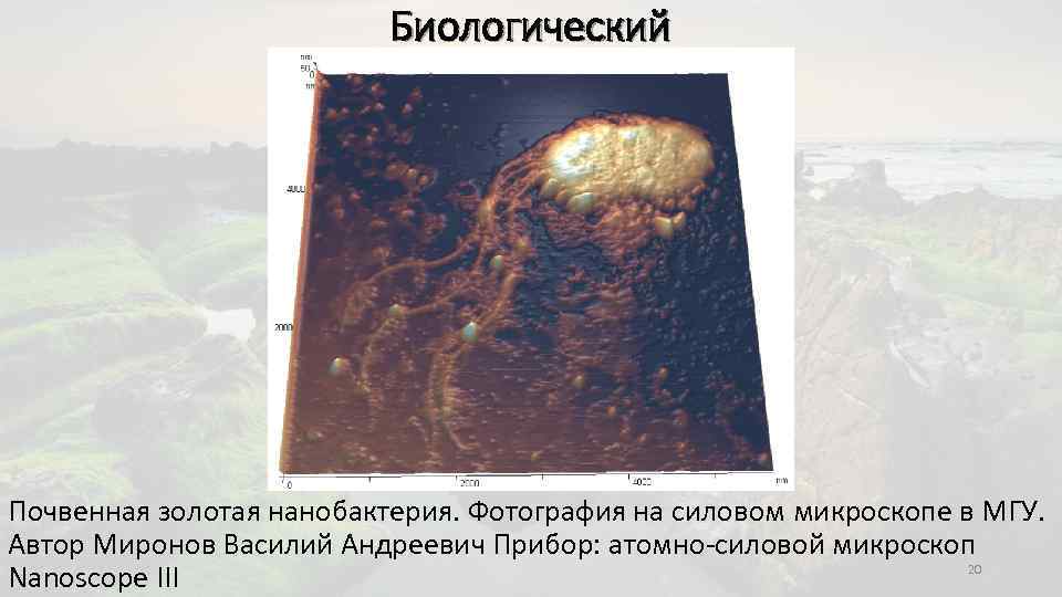 Биологический Почвенная золотая нанобактерия. Фотография на силовом микроскопе в МГУ. Автор Миронов Василий Андреевич