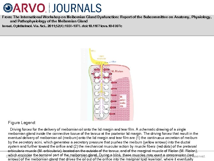 From: The International Workshop on Meibomian Gland Dysfunction: Report of the Subcommittee on Anatomy,