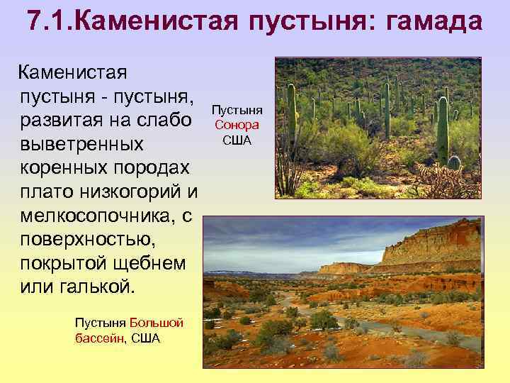 7. 1. Каменистая пустыня: гамада Каменистая пустыня - пустыня, развитая на слабо выветренных коренных