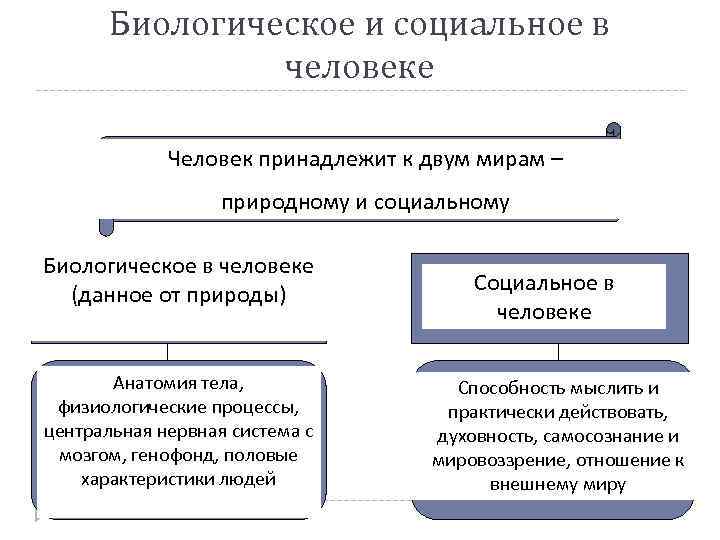 Биологическое и социальное в человеке Человек принадлежит к двум мирам – природному и социальному
