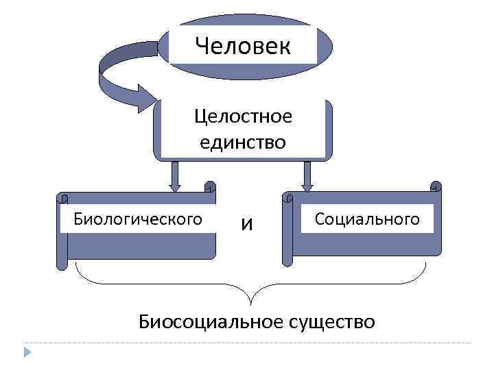 Человек Целостное единство Биологического и Социального Биосоциальное существо 