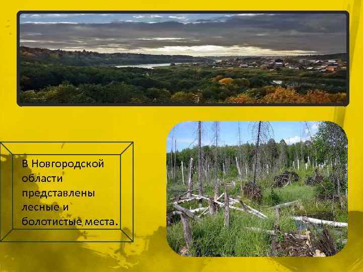 В Новгородской области представлены лесные и болотистые места. 