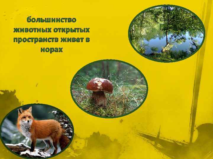 большинство животных открытых пространств живет в норах 