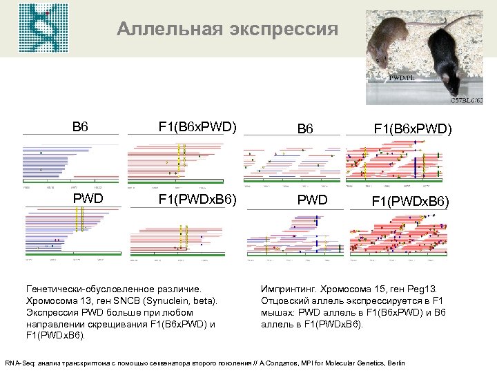 Аллельная экспрессия B 6 F 1(B 6 x. PWD) PWD F 1(PWDx. B 6)