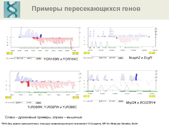 Примеры пересекающихся генов YOR 163 W и YOR 164 C Ncaph 2 и Ecgf