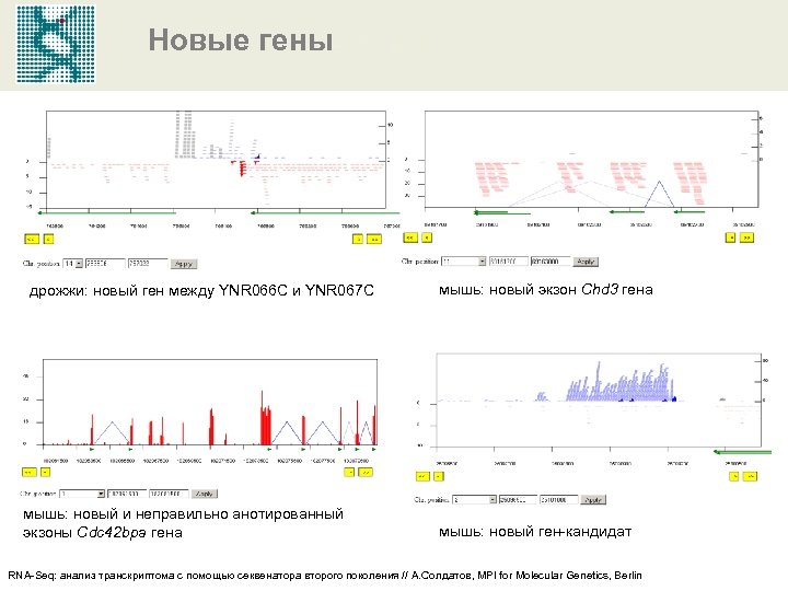 Новые гены дрожжи: новый ген между YNR 066 C и YNR 067 C мышь: