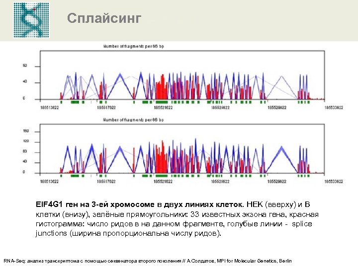 Сплайсинг EIF 4 G 1 ген на 3 -ей хромосоме в двух линиях клеток.