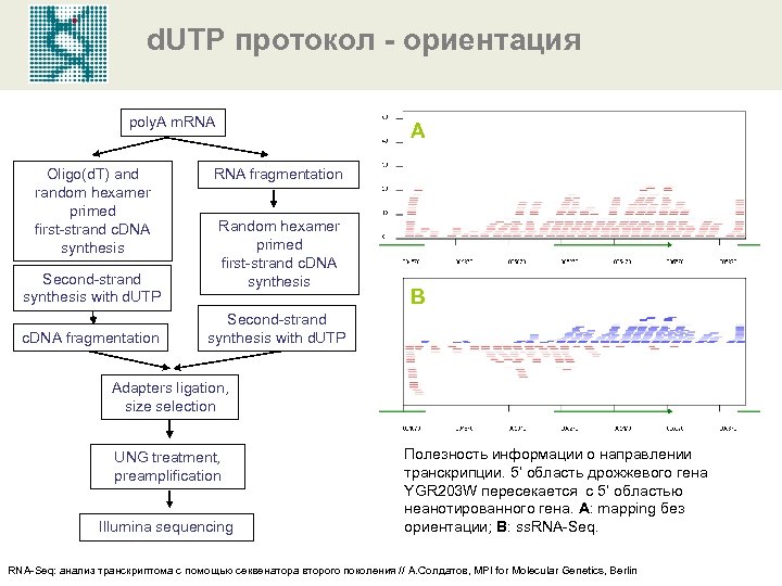 d. UTP протокол - ориентация poly. A m. RNA Oligo(d. T) and random hexamer