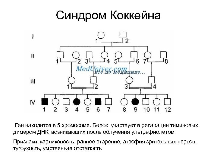 В х хромосоме находится ген