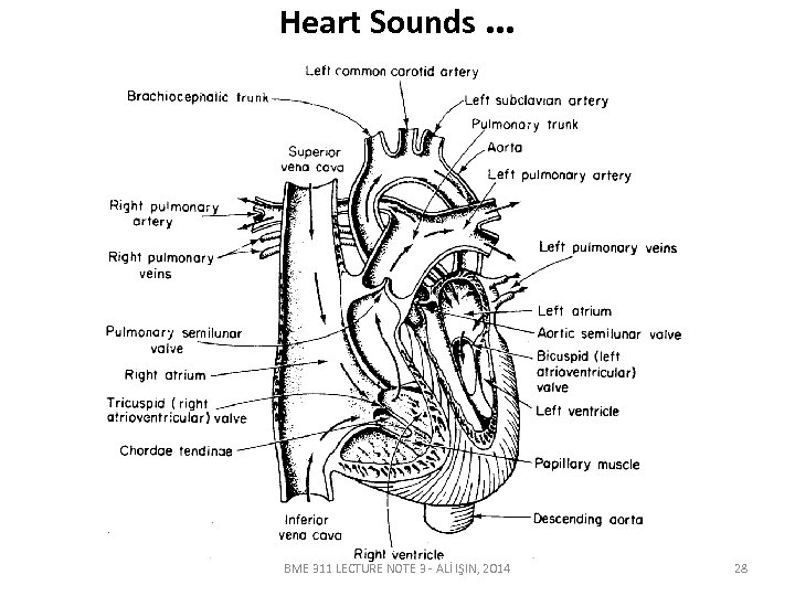 Heart Sounds … BME 311 LECTURE NOTE 3 - ALİ IŞIN, 2014 28 