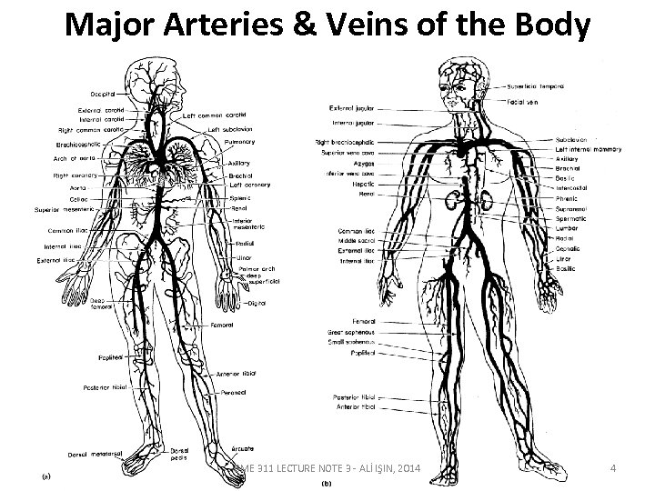 Major Arteries & Veins of the Body BME 311 LECTURE NOTE 3 - ALİ