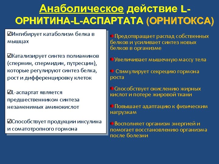 Анаболическое действие LОРНИТИНА-L-АСПАРТАТА (ОРНИТОКСА) Ингибирует катаболизм белка в мышцах Катализирует синтез полиаминов (спермин, спермидин,