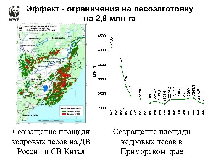 Эффект - ограничения на лесозаготовку на 2, 8 млн га Сокращение площади кедровых лесов