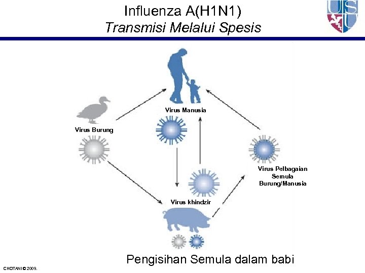 Influenza A(H 1 N 1) Transmisi Melalui Spesis Virus Manusia Virus Burung Virus Pelbagaian