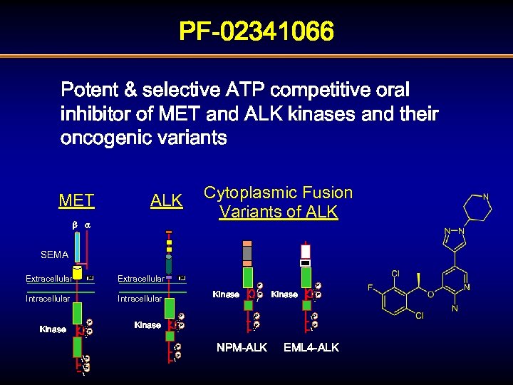 PF-02341066 Potent & selective ATP competitive oral inhibitor of MET and ALK kinases and