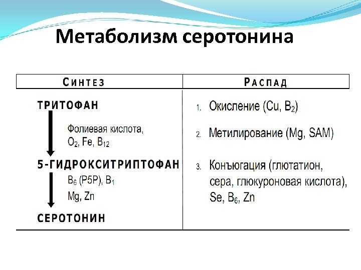 Метаболизм серотонина 