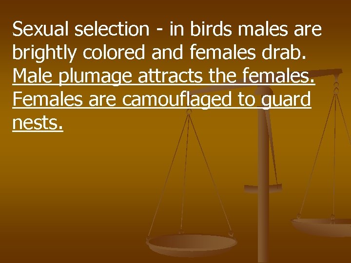 Sexual selection - in birds males are brightly colored and females drab. Male plumage