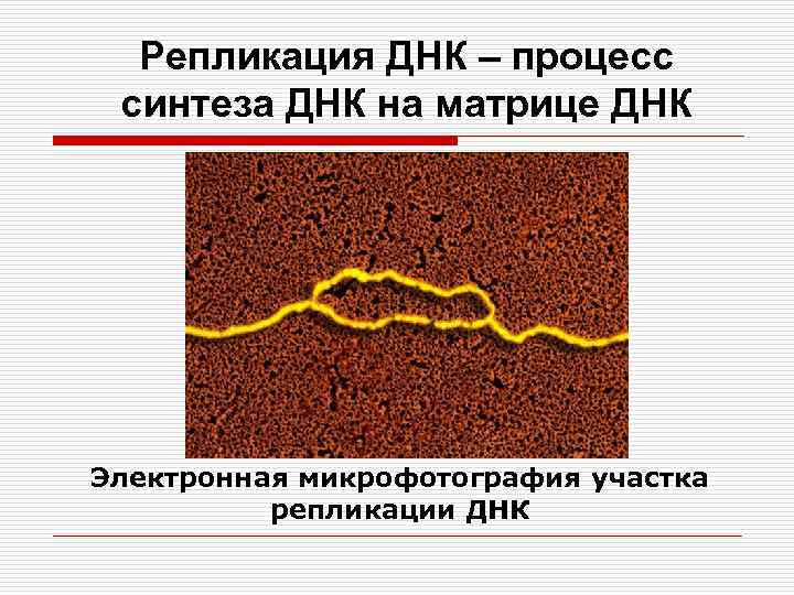 Репликация ДНК – процесс синтеза ДНК на матрице ДНК Электронная микрофотография участка репликации ДНК