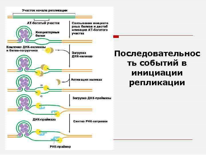 Последовательнос ть событий в инициации репликации 