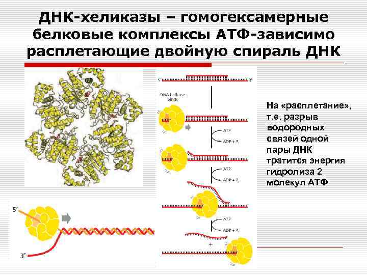 Пары днк