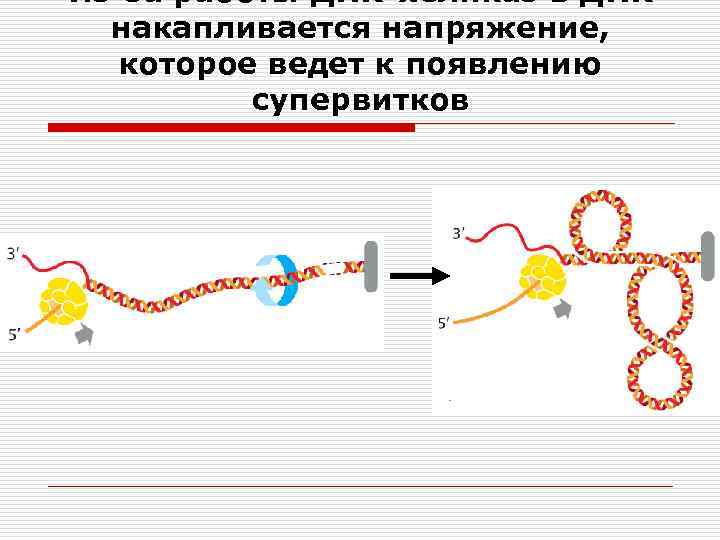 Из-за работы ДНК-хеликаз в ДНК накапливается напряжение, которое ведет к появлению супервитков 