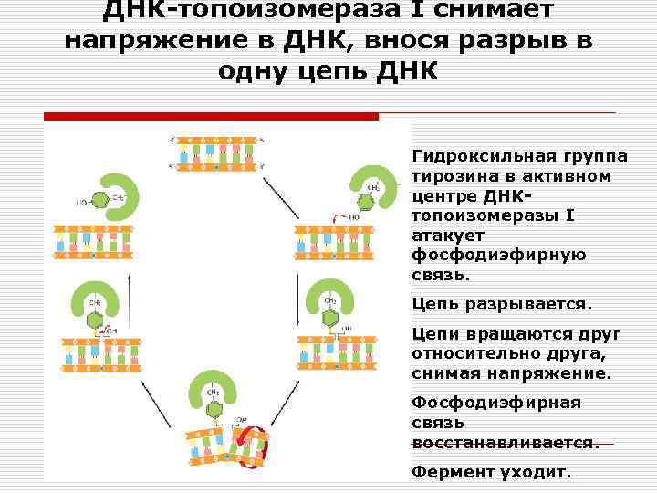 ДНК-топоизомераза I снимает напряжение в ДНК, внося разрыв в одну цепь ДНК Гидроксильная группа