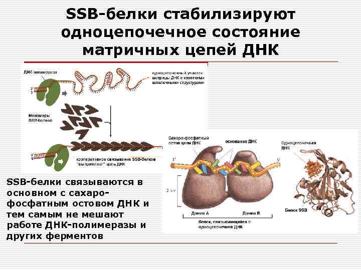 SSB-белки стабилизируют одноцепочечное состояние матричных цепей ДНК SSB-белки связываются в основном с сахарофосфатным остовом