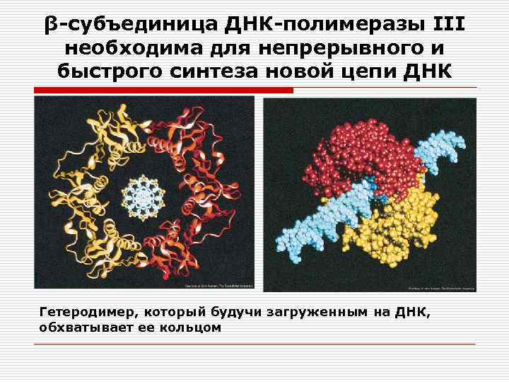 β-субъединица ДНК-полимеразы III необходима для непрерывного и быстрого синтеза новой цепи ДНК Гетеродимер, который