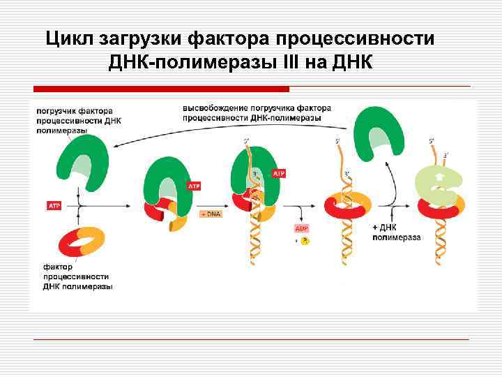 Цикл загрузки фактора процессивности ДНК-полимеразы III на ДНК 