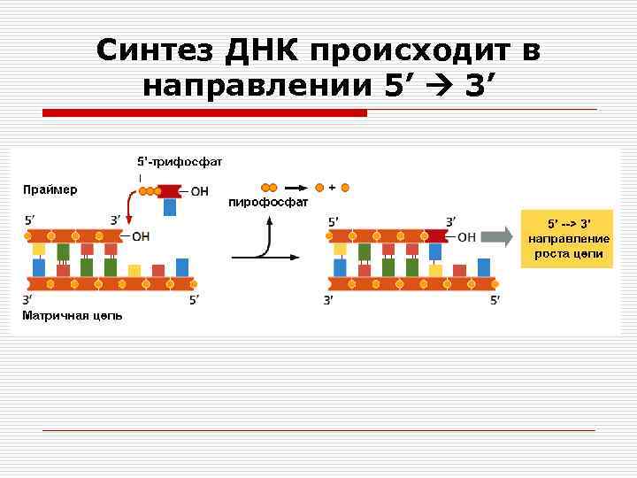 Синтез днк. Матричный Синтез ДНК. Процесс синтеза ДНК. Структура и Биосинтез ДНК.