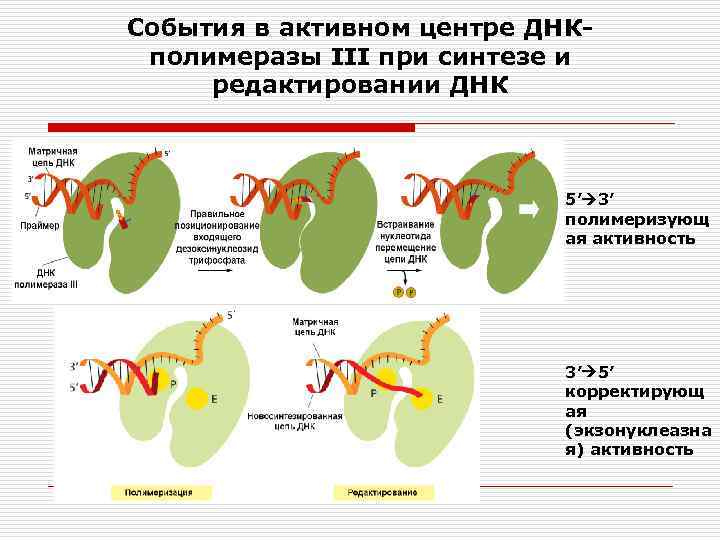 События в активном центре ДНКполимеразы III при синтезе и редактировании ДНК 5’ 3’ полимеризующ