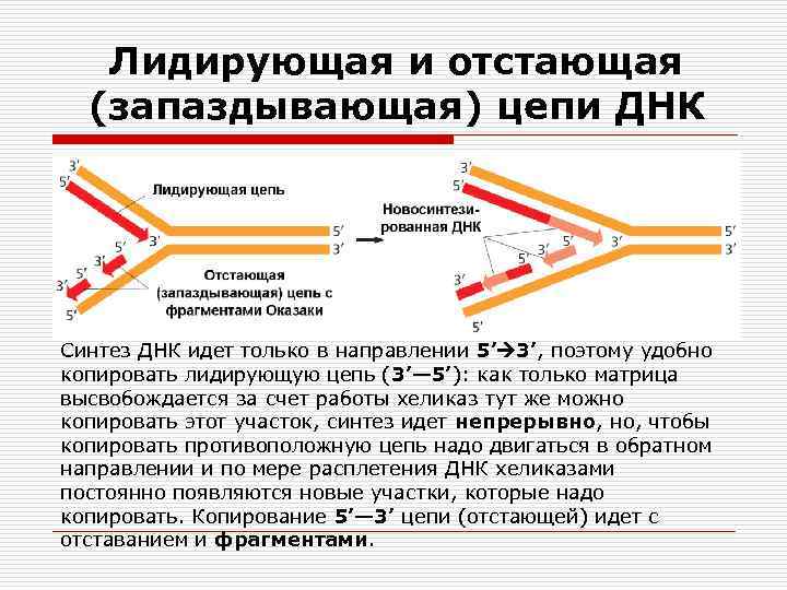 Лидирующая и отстающая (запаздывающая) цепи ДНК Синтез ДНК идет только в направлении 5’ 3’,