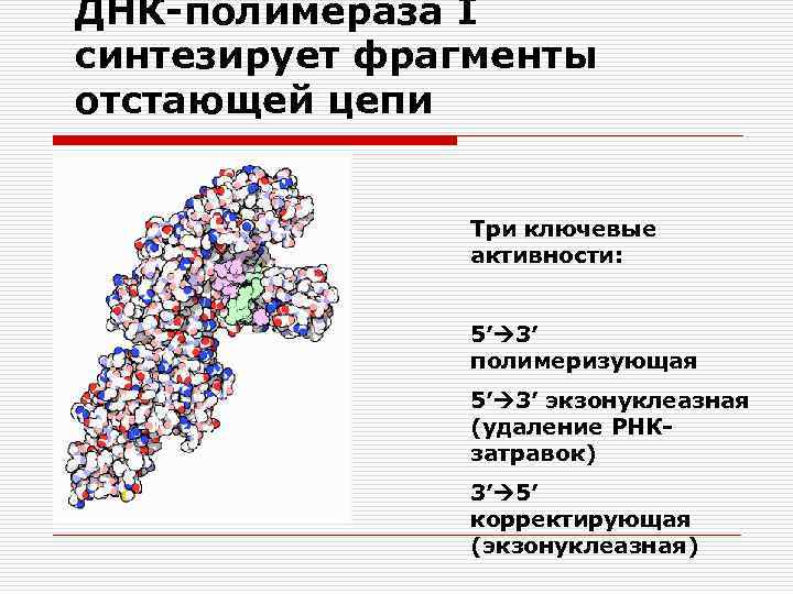 ДНК-полимераза I синтезирует фрагменты отстающей цепи Три ключевые активности: 5’ 3’ полимеризующая 5’ 3’