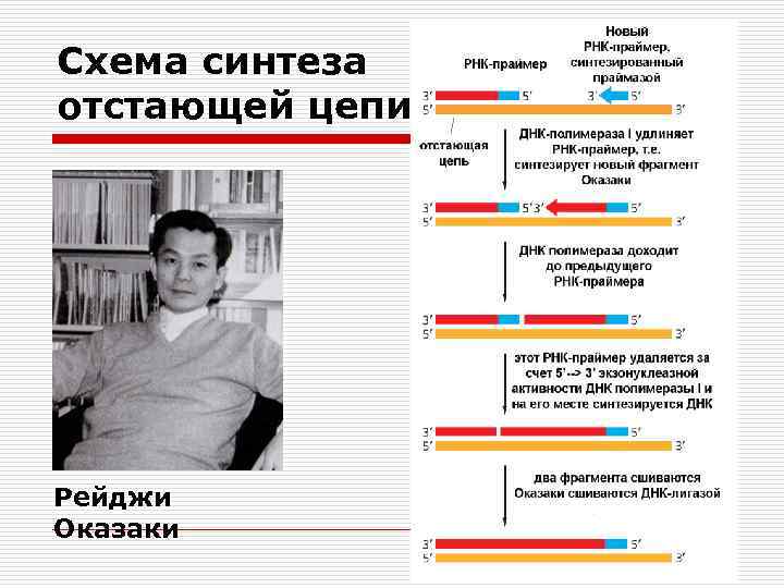 Схема синтеза отстающей цепи Рейджи Оказаки 