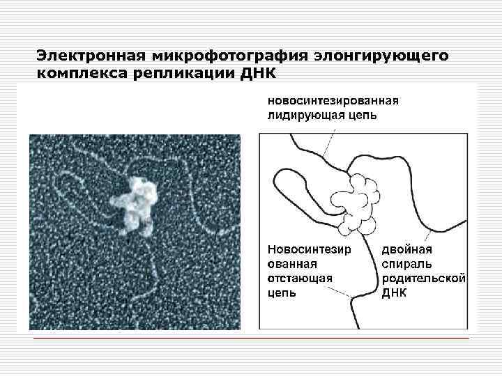 Электронная микрофотография элонгирующего комплекса репликации ДНК 