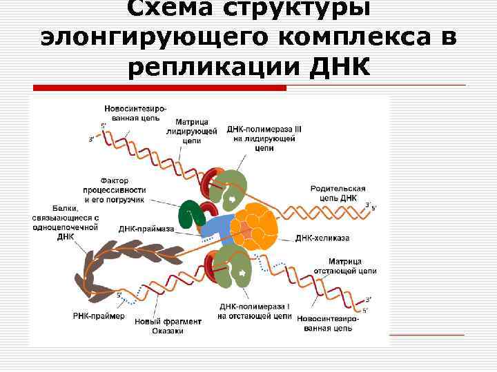 Схема репликации днк