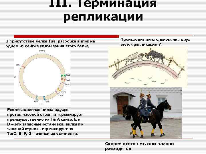 III. Терминация репликации В присутствие белка Tus: разборка вилок на одном из сайтов связывания