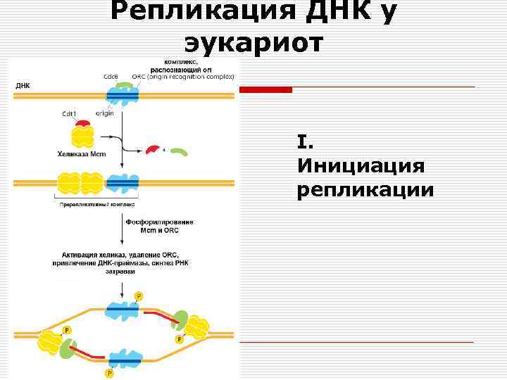 Репликация ДНК у эукариот I. Инициация репликации 