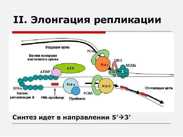 Элонгация днк