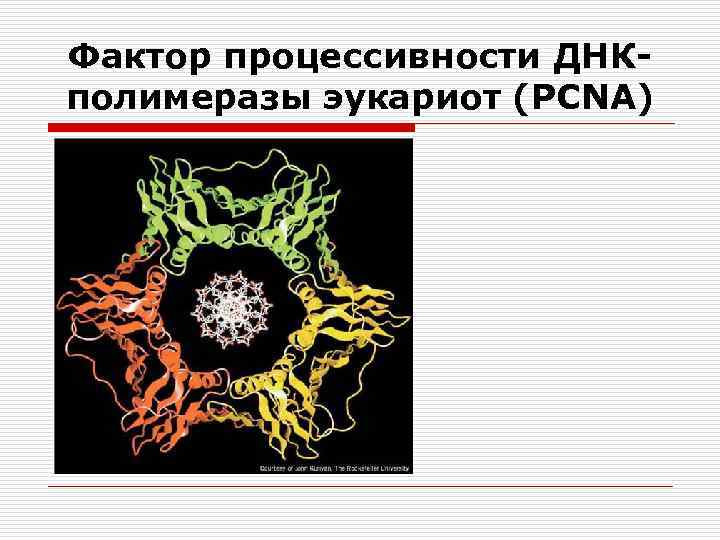 Фактор процессивности ДНКполимеразы эукариот (PCNA) 