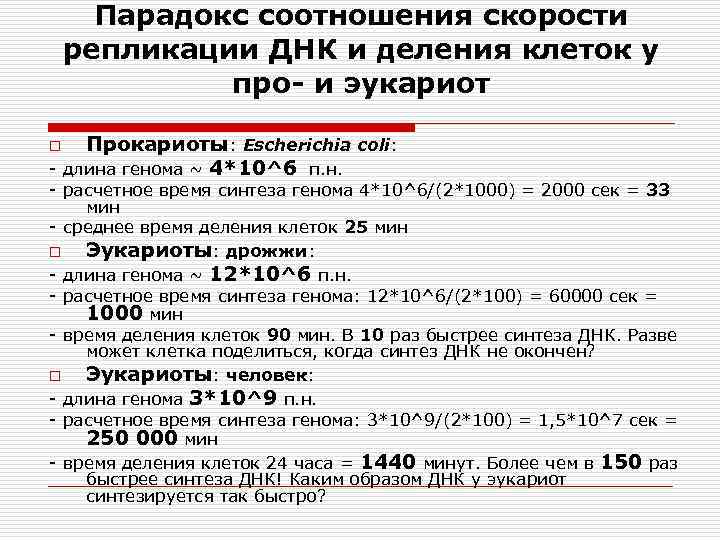 Парадокс соотношения скорости репликации ДНК и деления клеток у про- и эукариот Прокариоты: Escherichia