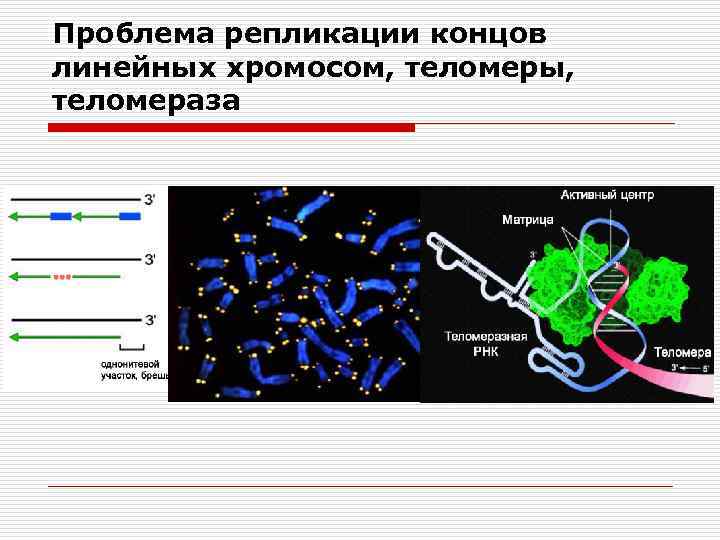 Линейные хромосомы