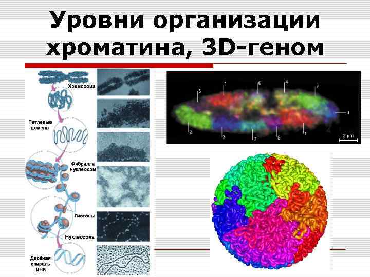 Уровни организации хроматина, 3 D-геном 