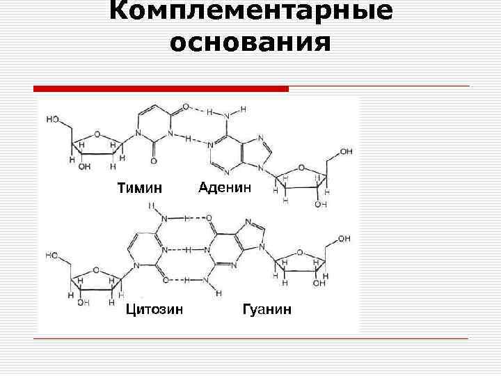 Комплементарные основания 