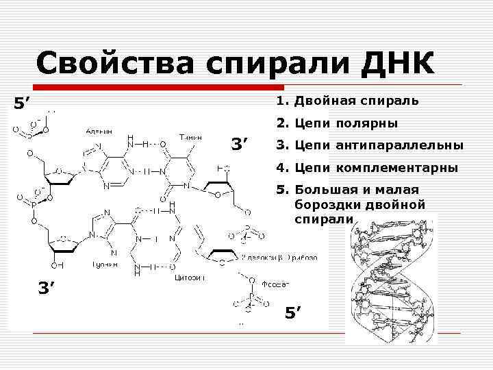 Свойства спирали ДНК 1. Двойная спираль 5’ 2. Цепи полярны 3’ 3. Цепи антипараллельны