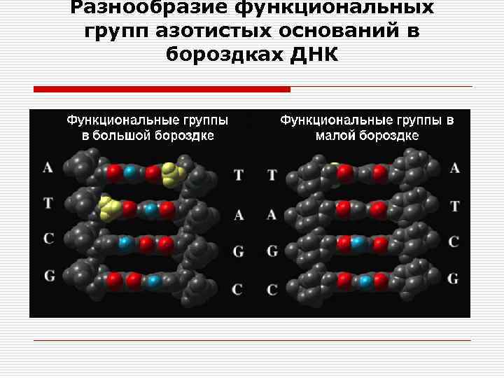 Оператор в биологии это. Что такое функциональная группа у молекулы. Функциональное разнообразие. Группа молекул. Поверхностными функциональными группами.