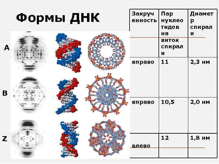 Формы ДНК Диамет р спирал и вправо 11 2, 3 нм вправо A Закруч