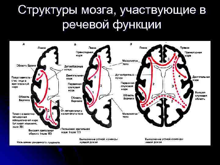 Структуры мозга, участвующие в речевой функции 