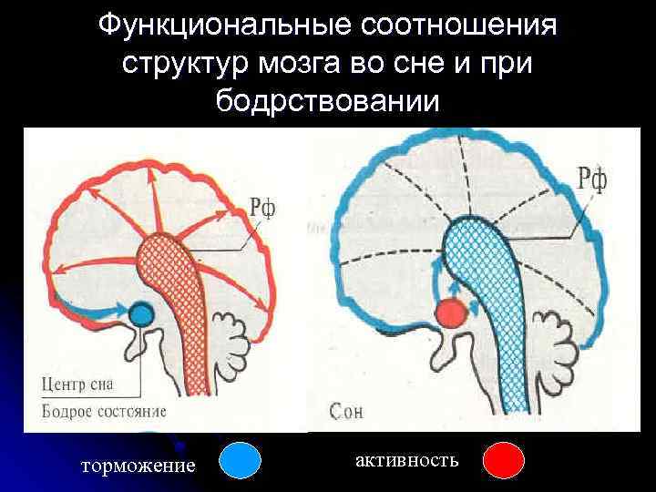 Функциональные соотношения структур мозга во сне и при бодрствовании торможение активность 